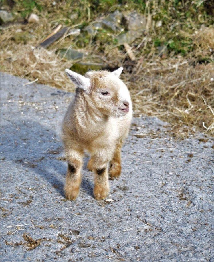 Mountain Farm *